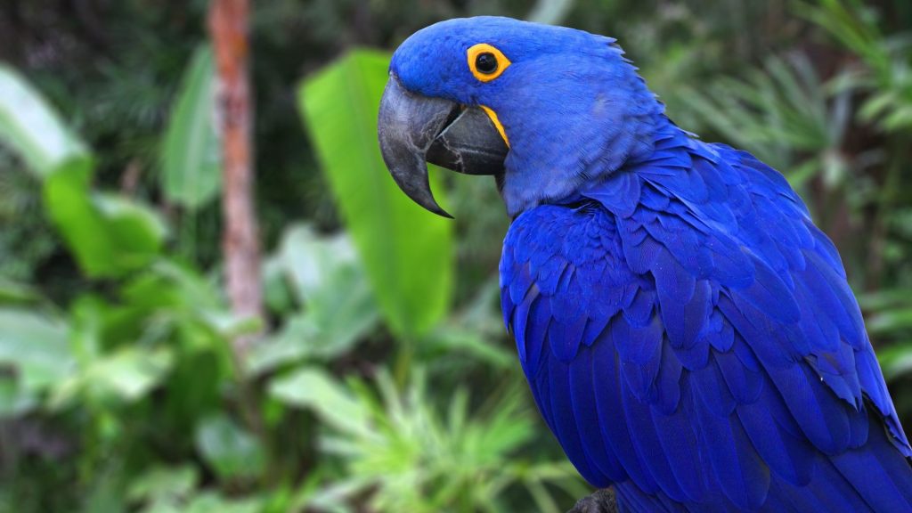 Répteis Gigantes: Descubra os Maiores do Brasil