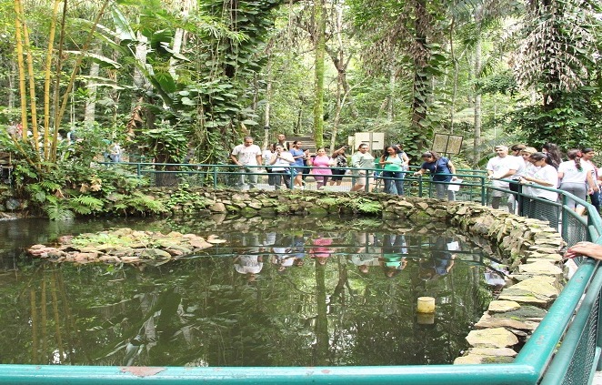 Horários e Dicas Essenciais para Aproveitar o Bosque da Ciência INPA