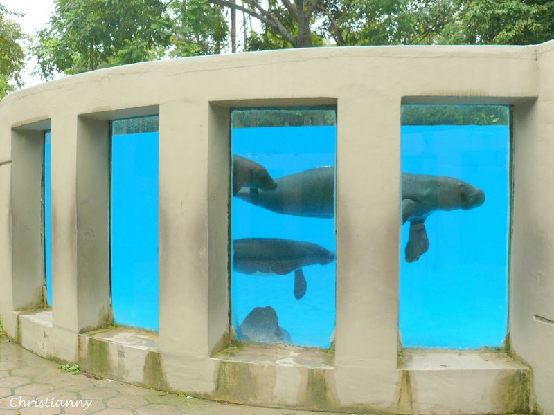 Explorando Petrópolis: Além do Bosque da Ciência em Manaus