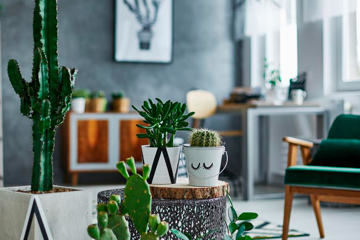 decoração com cactos