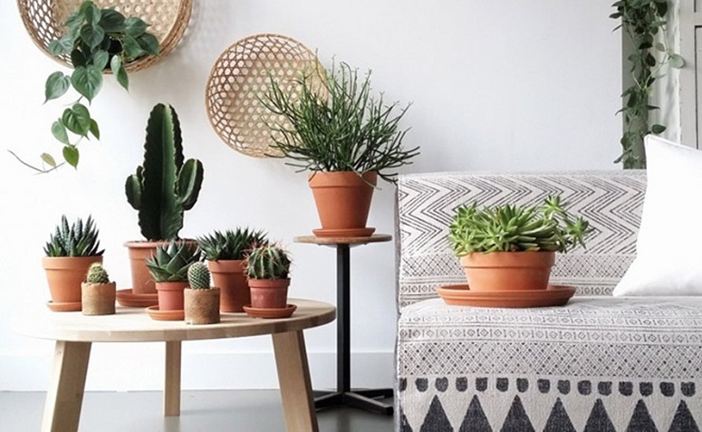 Além do verde: Como escolher vasos e suportes para cactos na decoração