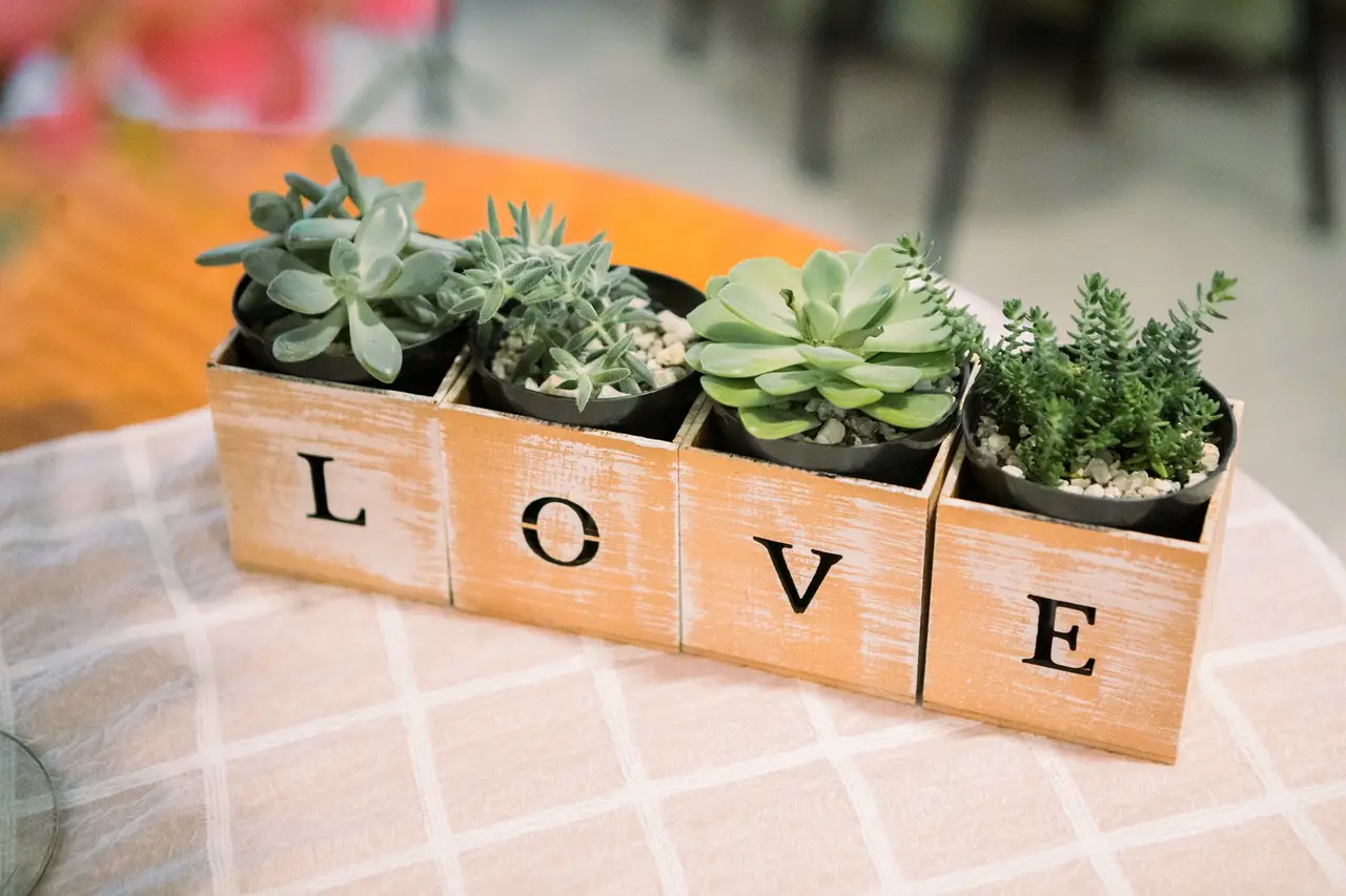 DIY: Crie seu próprio terrário de cactos em 5 passos