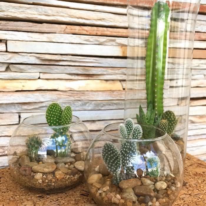 Feng Shui e Cactos: Onde posicionar para atrair boas energias?