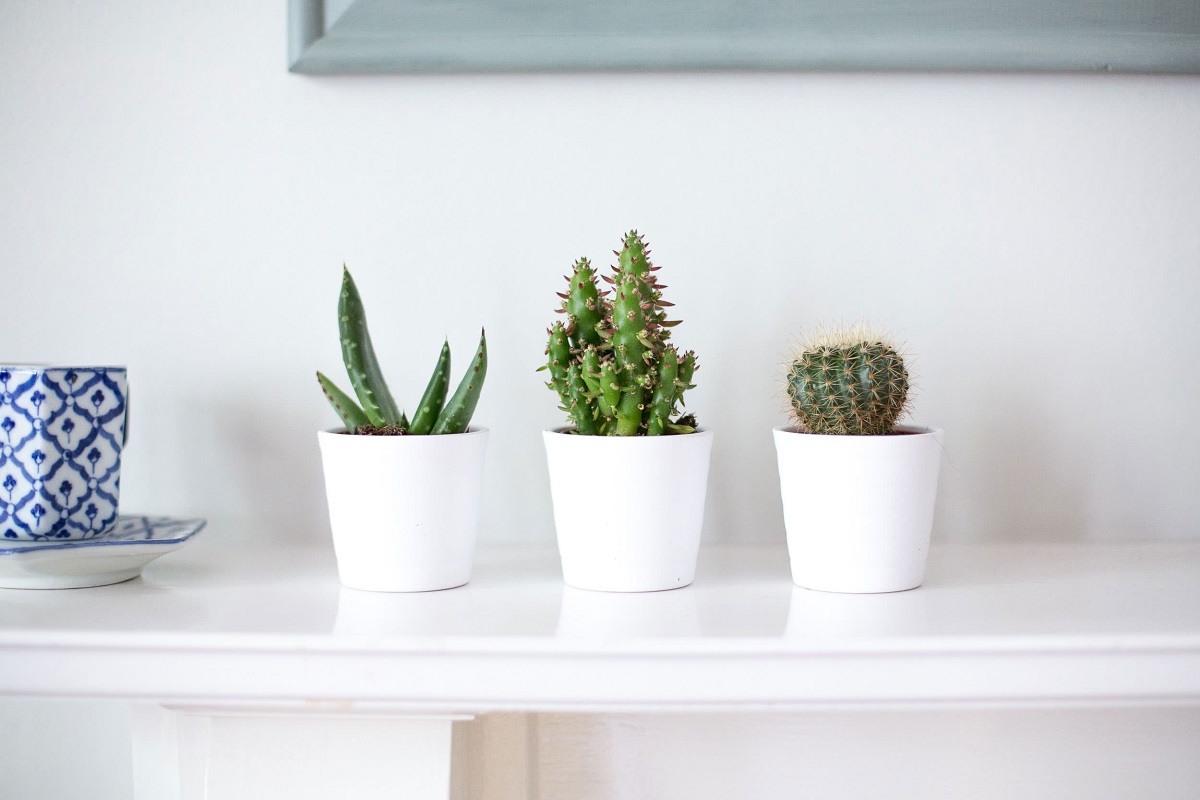 Além do verde: Como escolher vasos e suportes para cactos na decoração