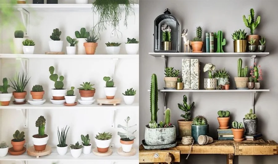 Mitos e verdades sobre a rega de cactos: Evite erros comuns