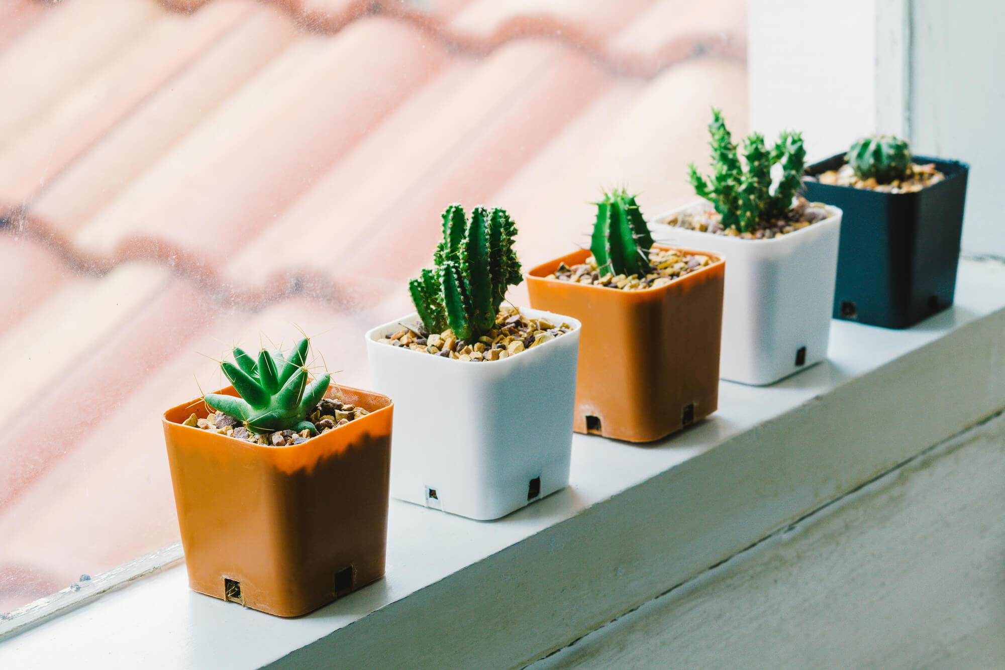 Além do verde: Como escolher vasos e suportes para cactos na decoração