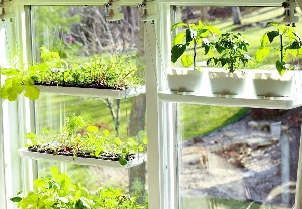 Drenagem e Adubação Essenciais para a Saúde da Sua Horta na Janela