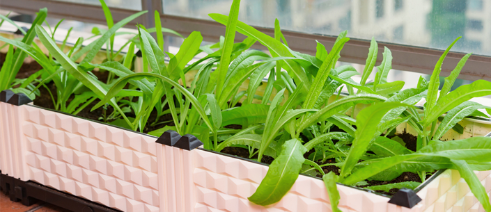 Materiais Reciclados para Sua Horta na Janela: Guia Completo