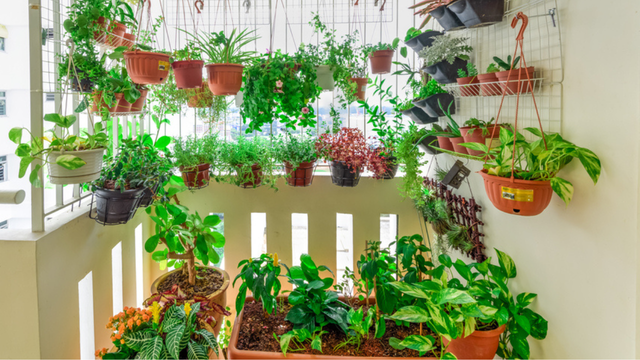 Horta Suspensa DIY: Passo a Passo para Janelas Pequenas