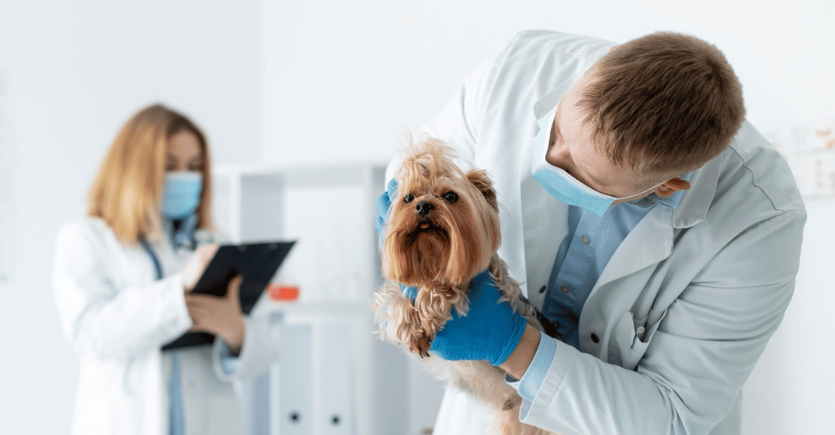 Os Melhores Softwares de Gestão Financeira para Veterinários