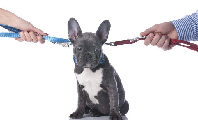 Guarda de Animais de Estimação