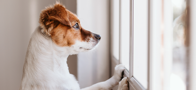 Responsabilidade Civil por Danos Causados por Animais: O Que Você Precisa Saber