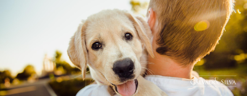 Direitos dos Animais na Separação: Entenda a Família Multiespécie