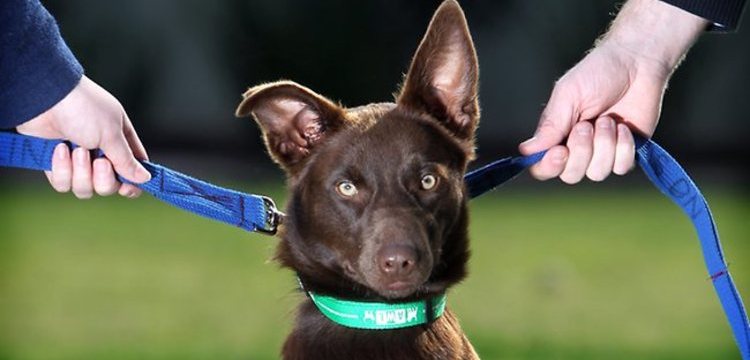 Custos da Guarda de Animais: Pet Sitter, Hospedagem e Multas