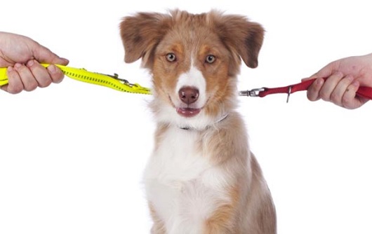 Responsabilidade Civil por Danos Causados por Animais: O Que Você Precisa Saber