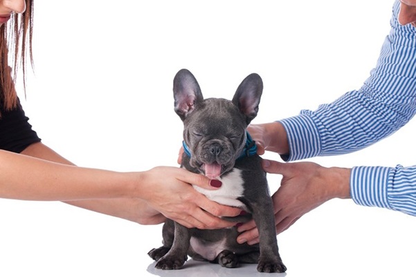 Guarda de Animais de Estimação