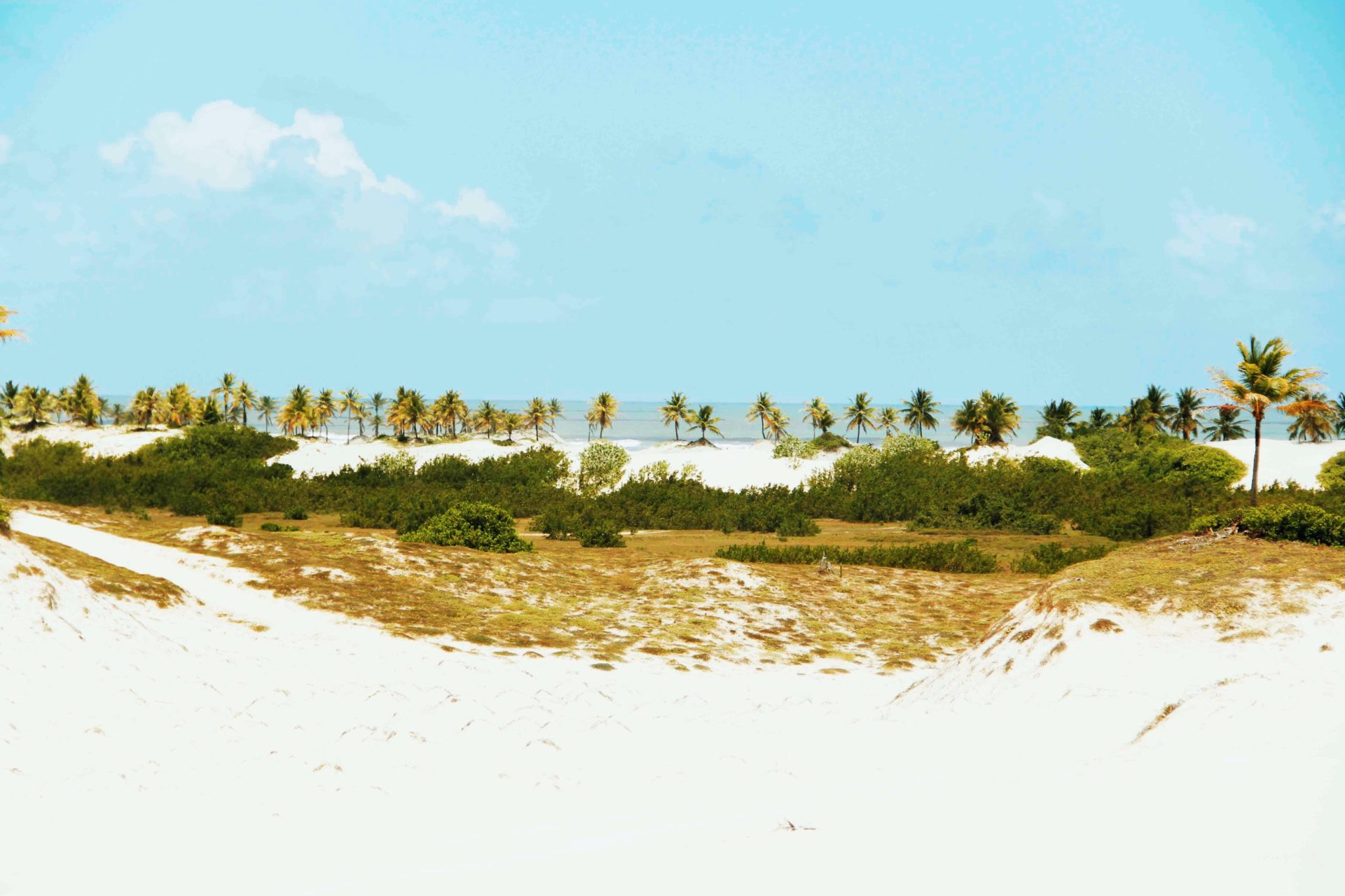 mangue seco bahia brasil