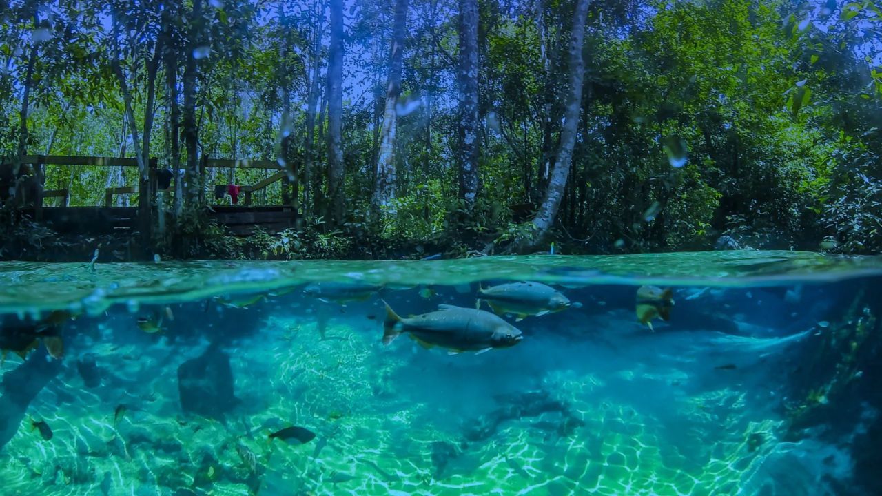 Flutuações em Nobres: Guia Completo para Aquário Encantado e Outros