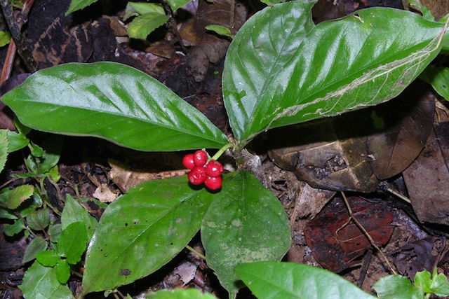 o que é o ipeadatac