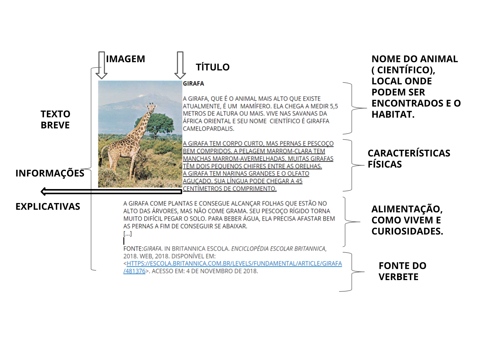 Guia Completo: Como Escrever um Verbete de Enciclopédia Perfeito