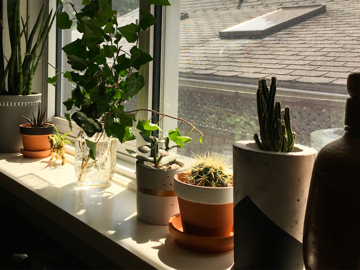 Guia Completo: Escolhendo as Melhores Plantas para seu Peitoril de Janela