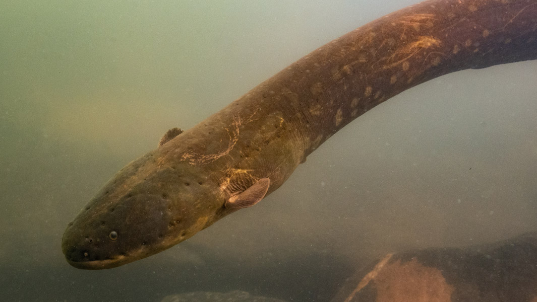 Como o Poraquê Produz Eletricidade: O Segredo dos Eletrócitos