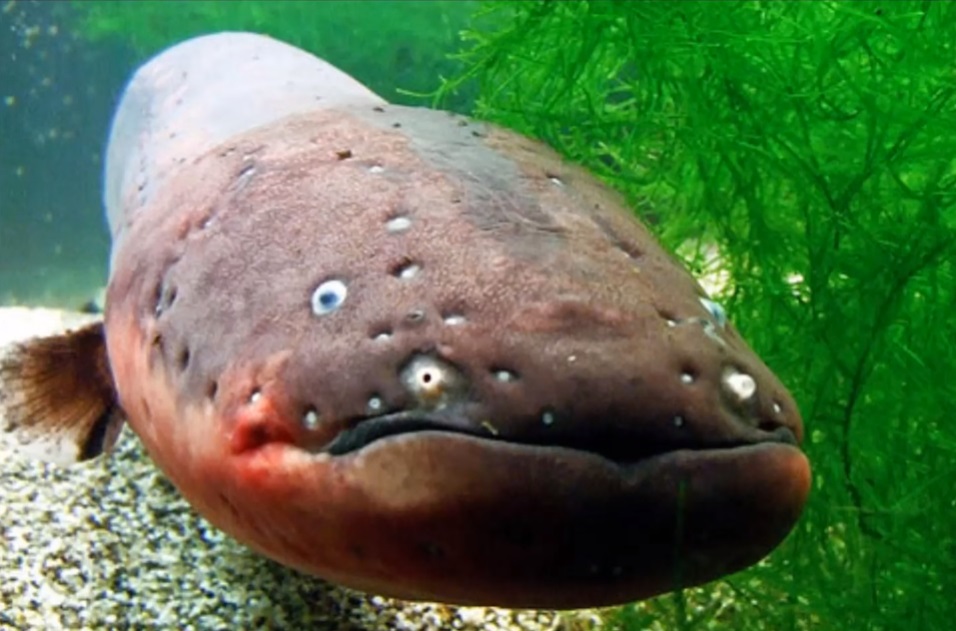 A Vida do Poraquê na Amazônia: Habitat e Comportamento