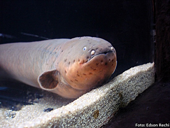 O Significado Cultural do Poraquê para os Povos Indígenas