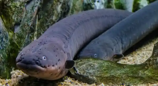 Curiosidades sobre o Poraquê: Além do Choque Elétrico