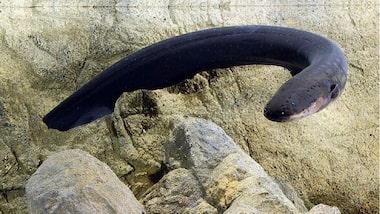 Como o Poraquê Produz Eletricidade: O Segredo dos Eletrócitos