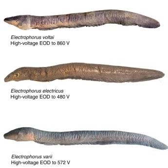 Poraquê vs. Outros Peixes Elétricos: Comparativo de Voltagem