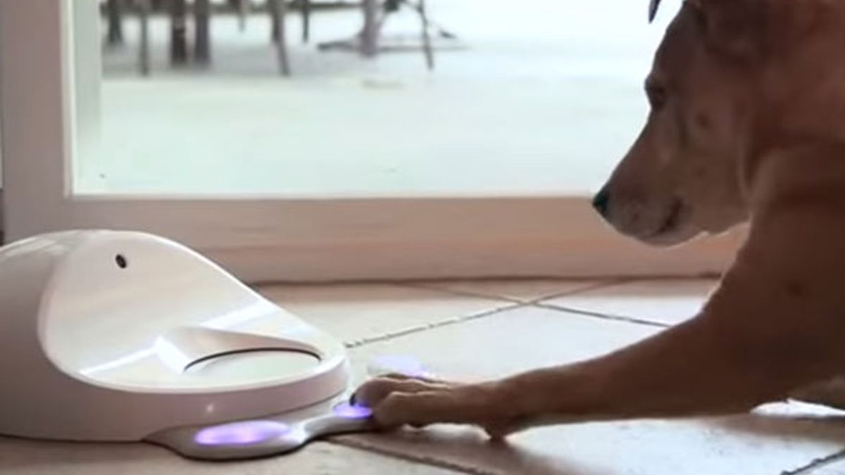 Câmeras inteligentes para pets: monitoramento e interação à distância