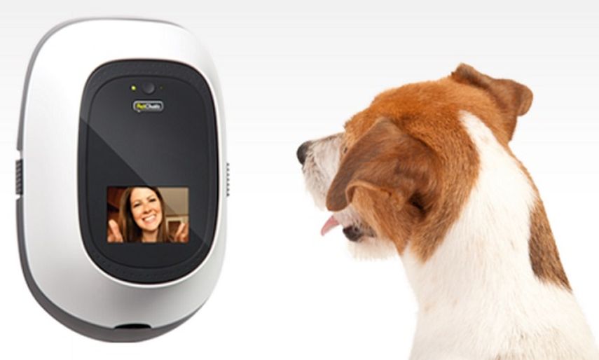 Como escolher a melhor coleira GPS para seu cachorro