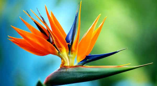 As flores mais raras do mundo e seus segredos