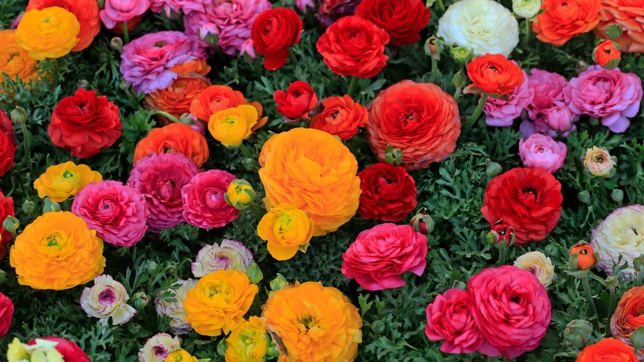 Como cultivar a Ave do Paraíso em casa