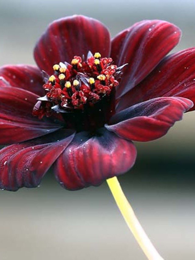 Guia completo das Dálias: cores e cuidados