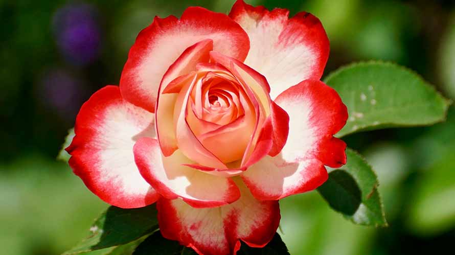 ver fotos de flores mais lindas do mundo