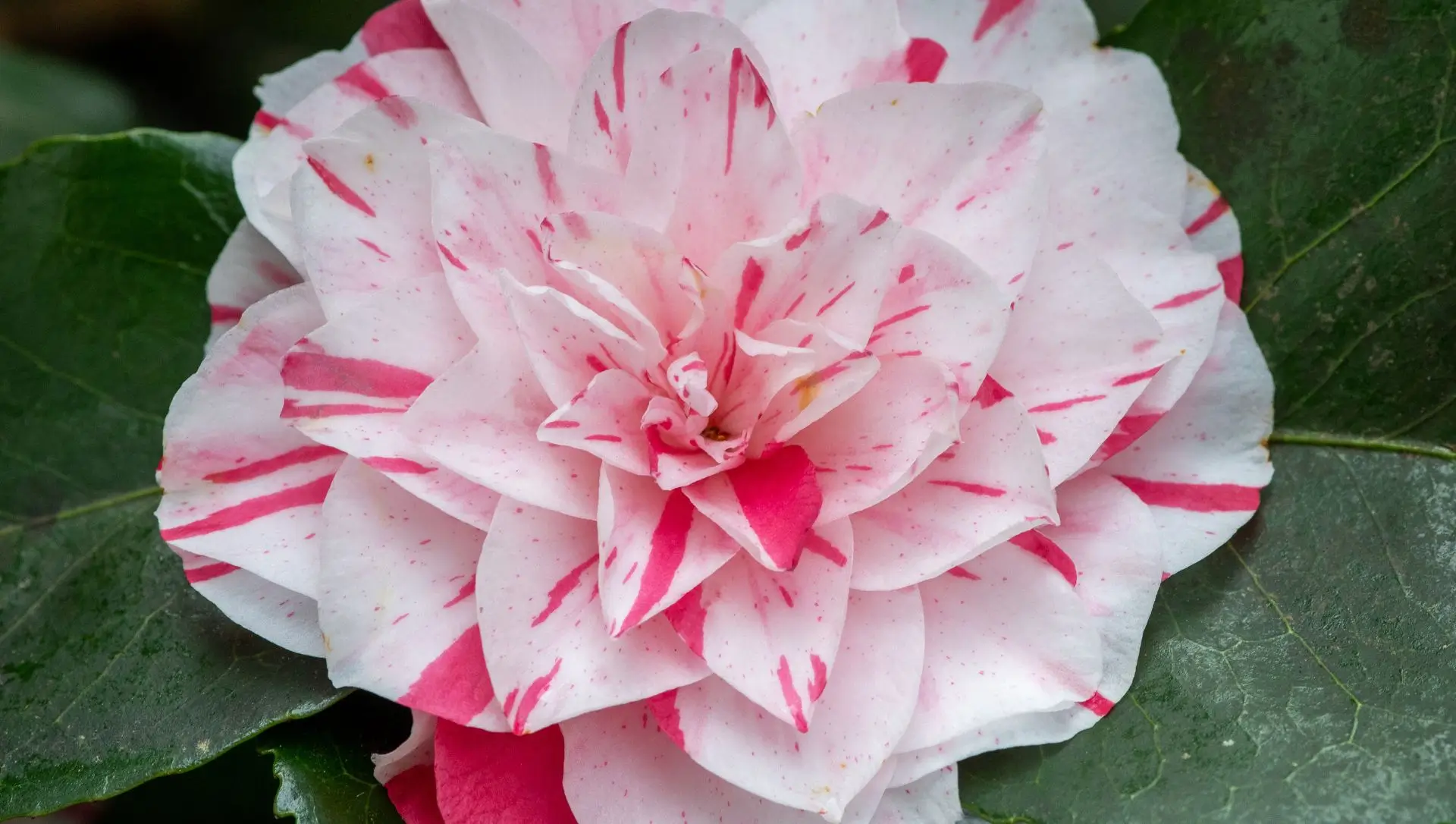 Como cultivar a Ave do Paraíso em casa