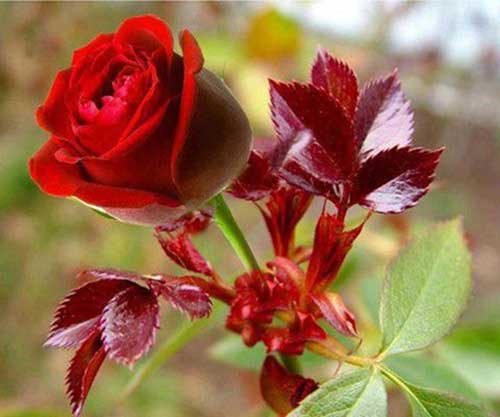 Como cultivar a Ave do Paraíso em casa