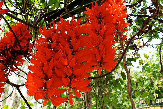 ver fotos de flores mais lindas do mundo