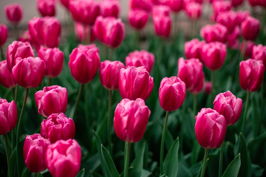 Onde ver a florada de cerejeiras no Japão