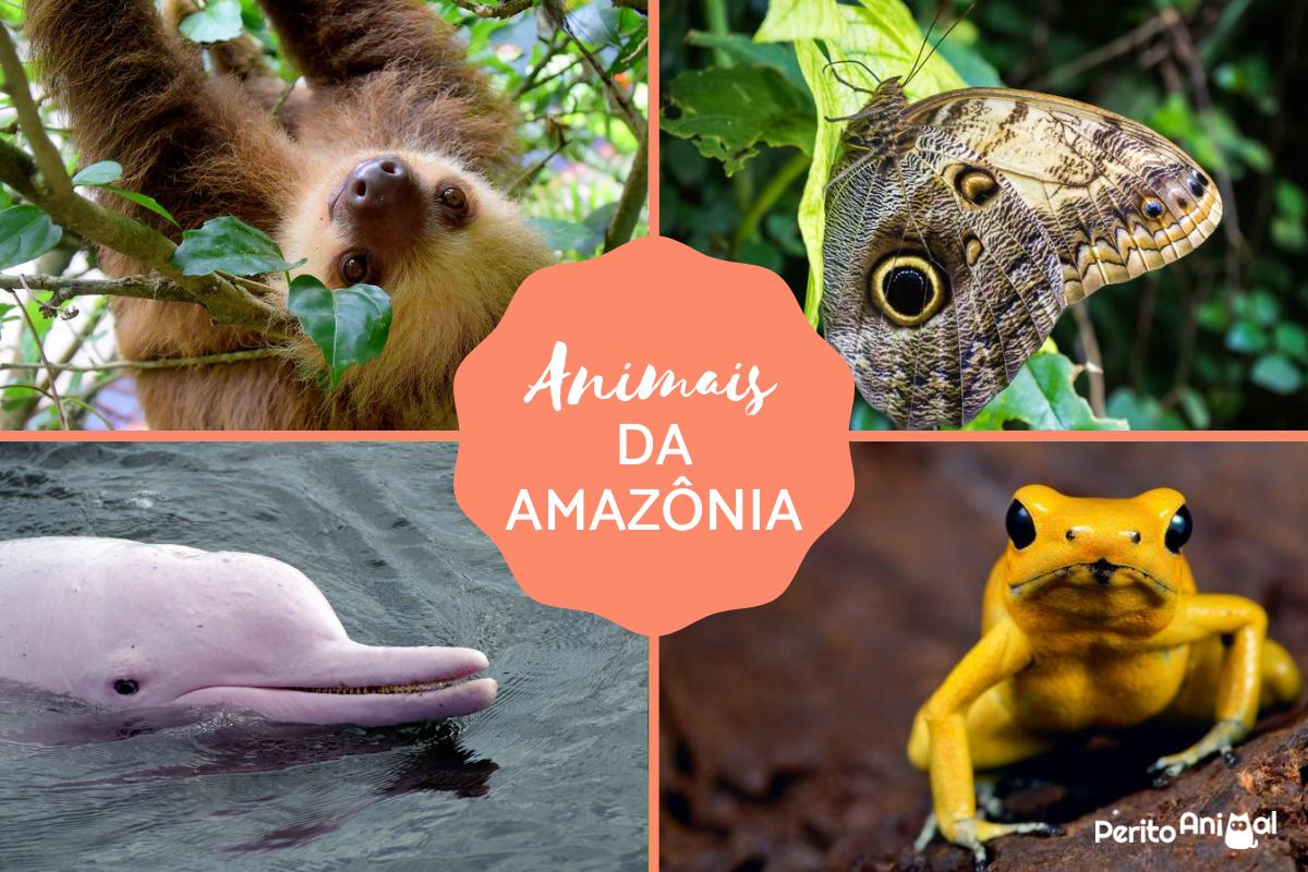 animais da amazonia fotos