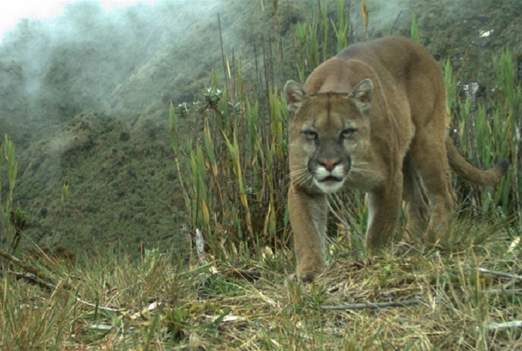 fotos de filhotes de animais amazônia