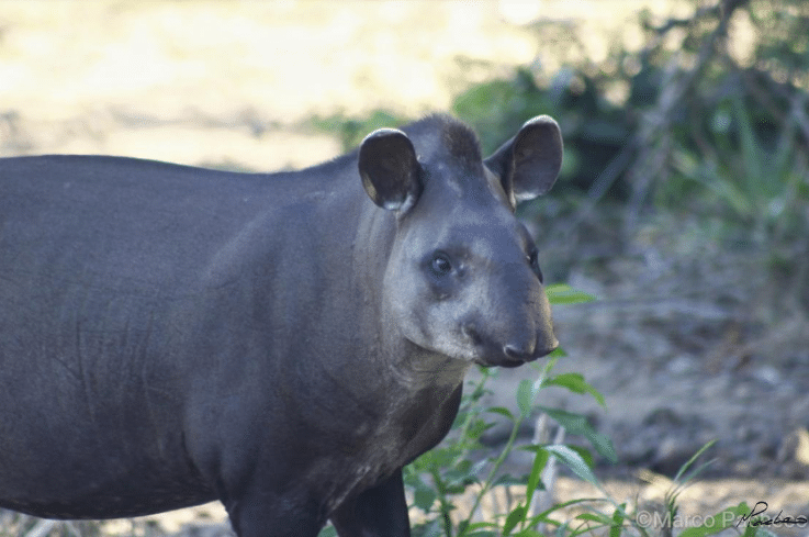 erros comuns ao fotografar animais amazônia