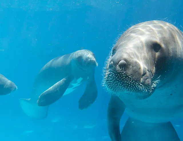 onça pintada vs jacaré açu fotos