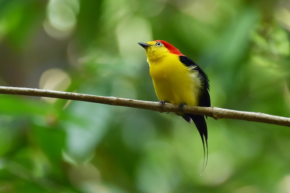 custo viagem fotográfica animais amazônia