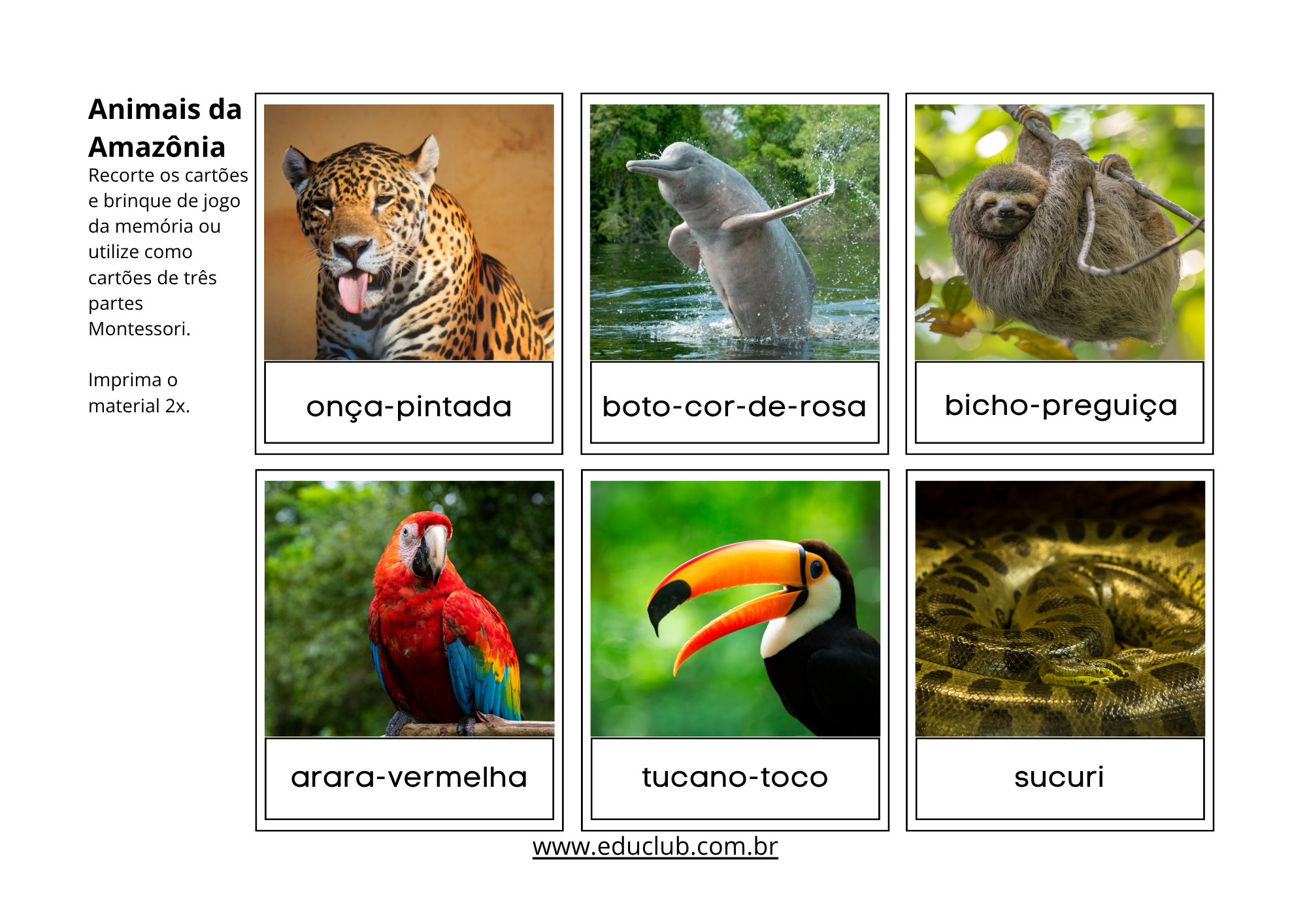 fotos de filhotes de animais amazônia