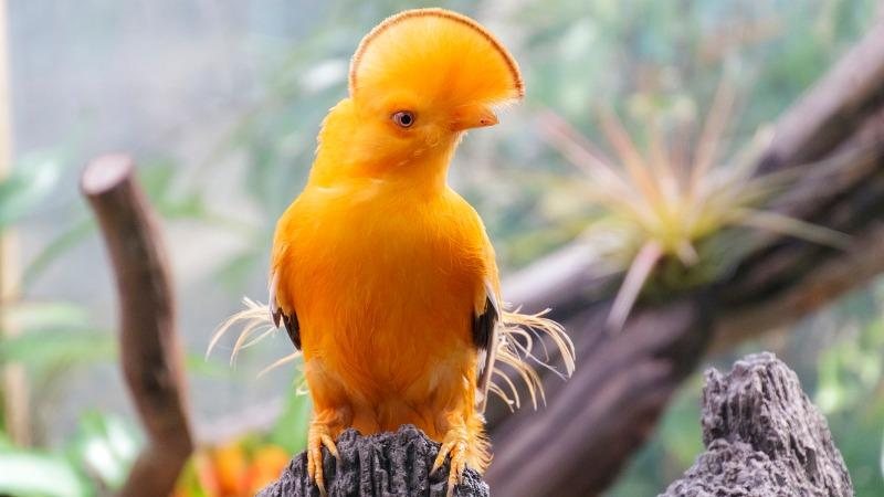 fotos animais amazônia para inspirar