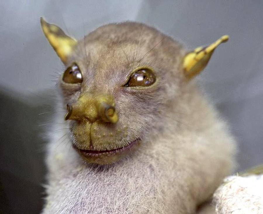 lista animais mais estranhos do mundo