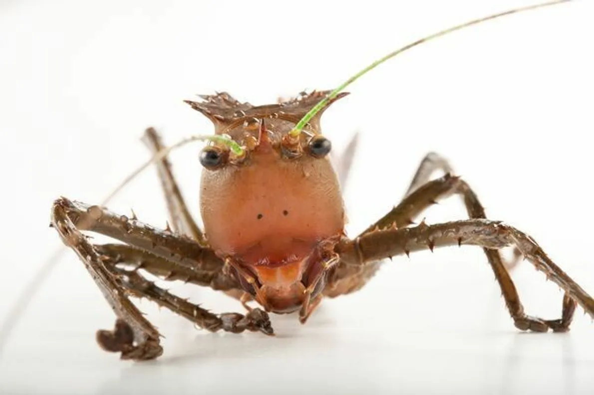 custo de vida de animais exóticos em cativeiro